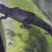 Baby crocodile in the sanctuary of La Manzilla
